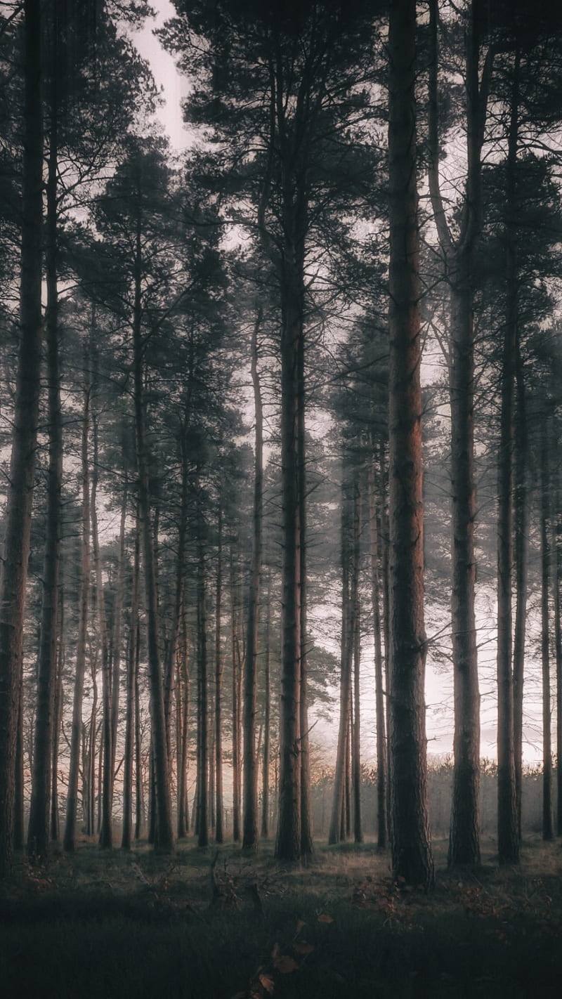 Bosque, bosque, gris, naturaleza, Fondo de pantalla de teléfono HD | Peakpx