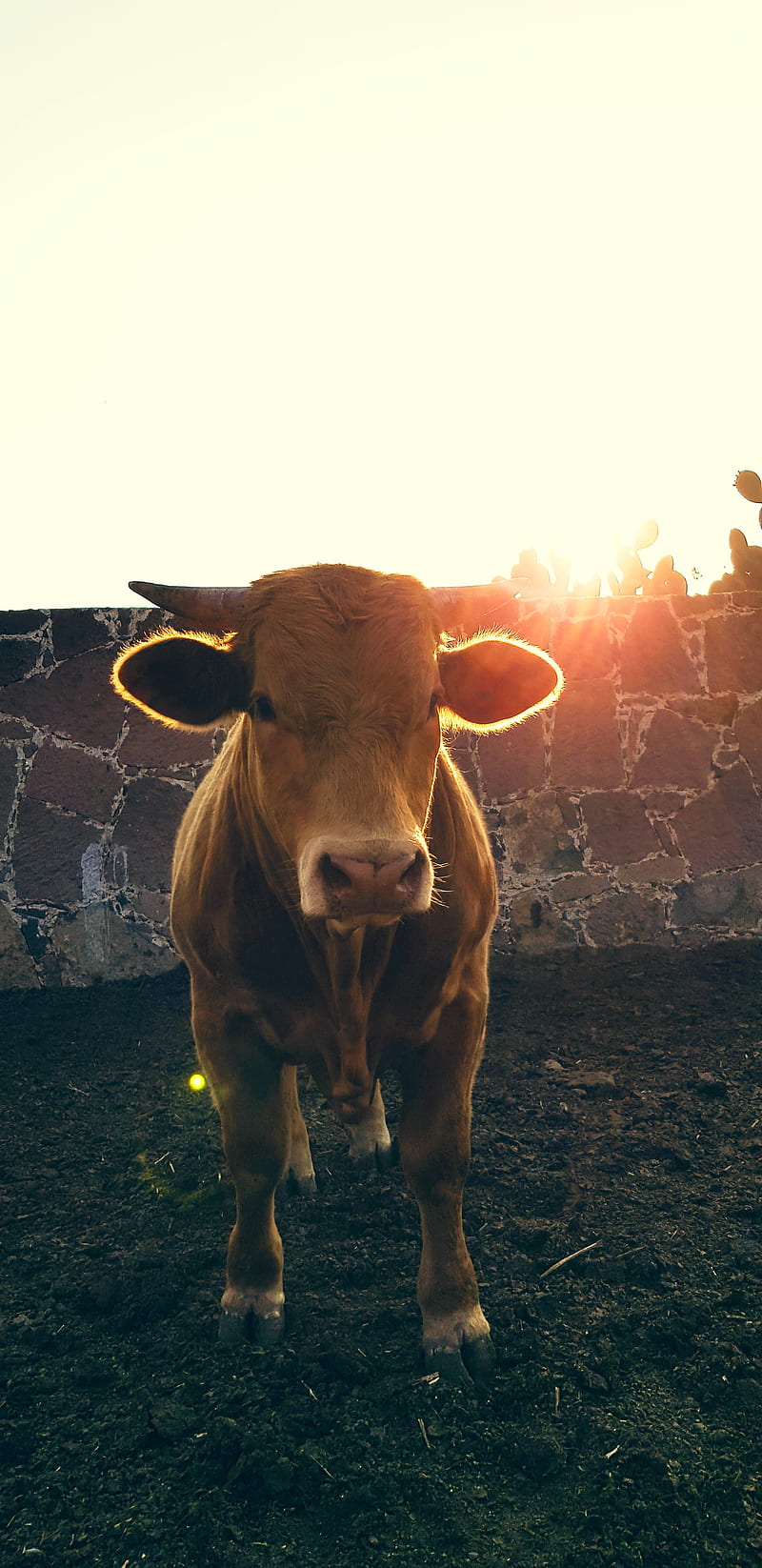 Toro, bull, bulls, cattle, cow, cows, HD phone wallpaper