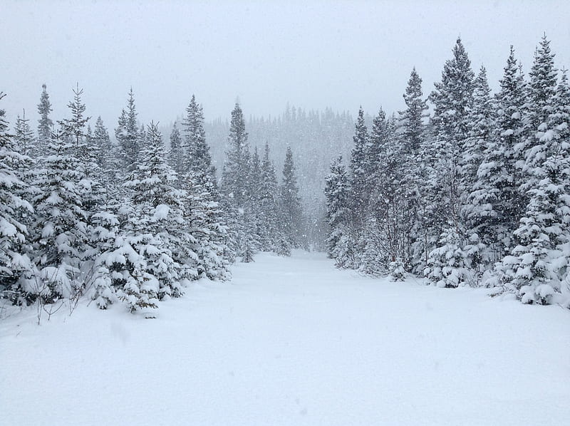 Snowy trees, canada, quebec, snow, HD wallpaper