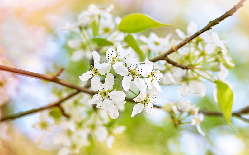 apple blossoms, white spring flowers, spring, apple tree, spring flower background, HD wallpaper