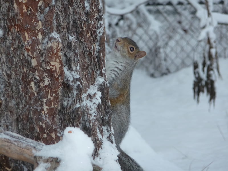 Going back up , to much snow on the ground. , squirrel, animal, HD wallpaper
