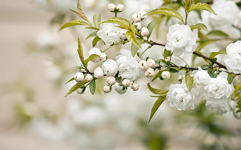 Spring buds macro graphy 13, HD wallpaper