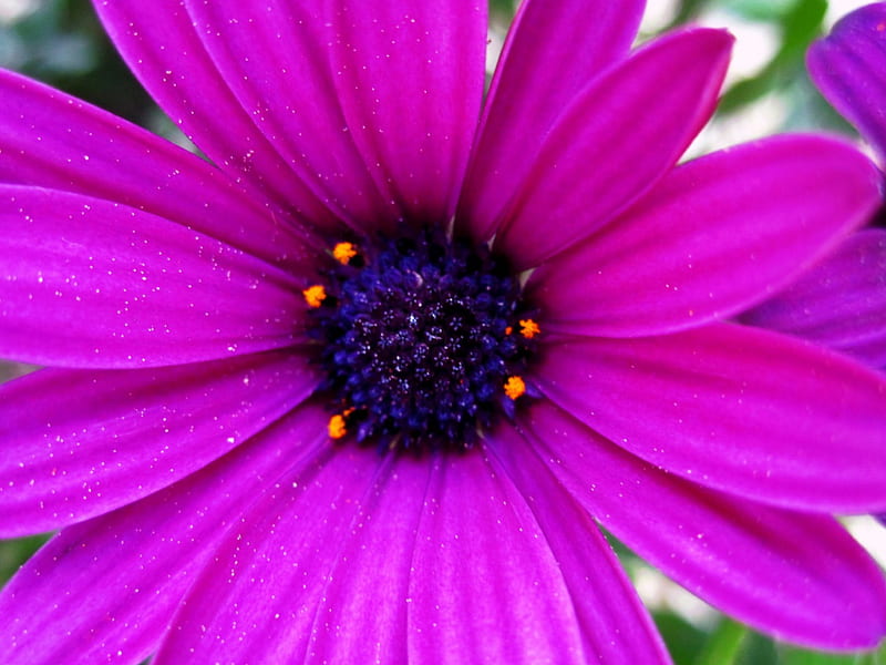 Cape Daisy, graphy, purple, macro, flower, flowers, bonito, blue ...
