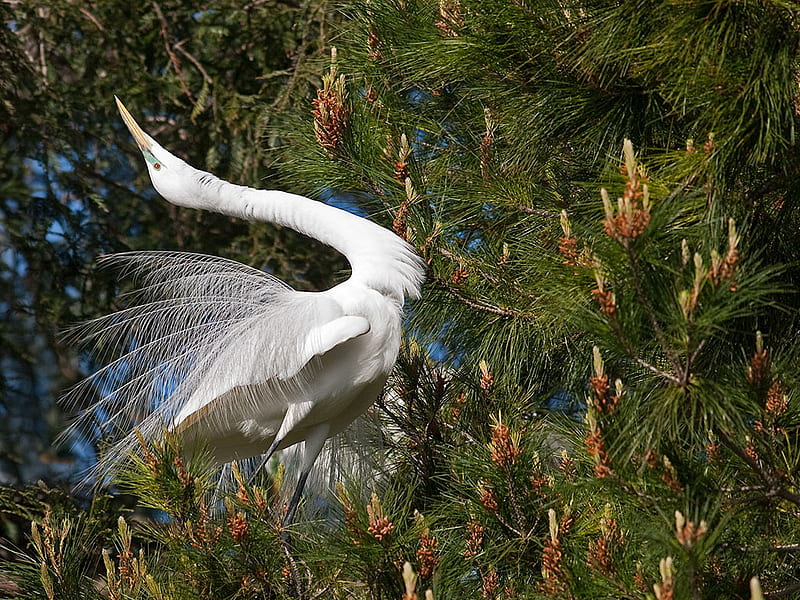 Great Snowy Egret, snowy, egret, bird, crane, HD wallpaper
