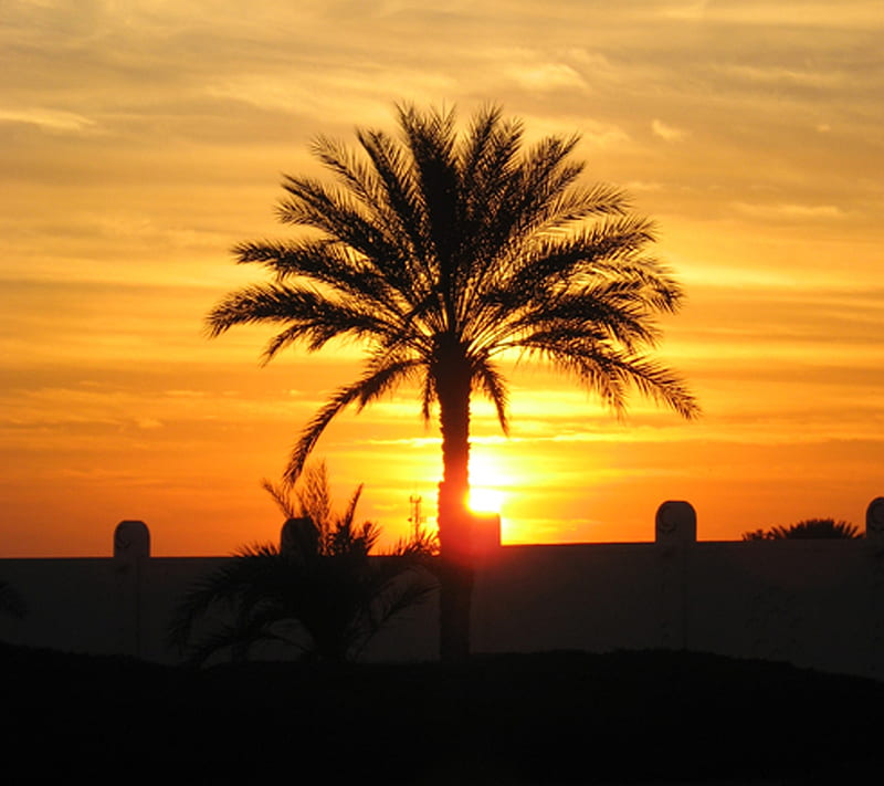 MIddle east sunset, arabia, desert, middle east, nature, palm tree, HD wallpaper