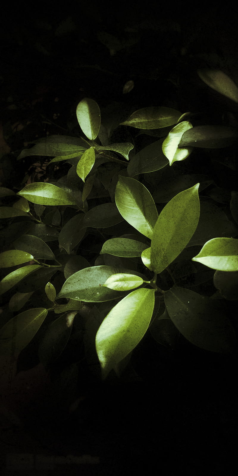 Dark leaves, click, dark, edited, leaves, nature, oneplus, phonegraphy,  graphy, HD phone wallpaper | Peakpx