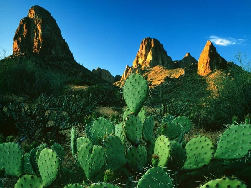 Desert Cacti Monoliths, mountain, landscap, nature, HD wallpaper
