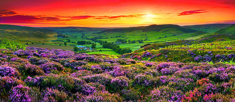 Wildflowers Sunset, hills, red, orange, yellow, bonito, sunset, sky, meadows, England, green, pastures, flowers, pink, field, HD wallpaper