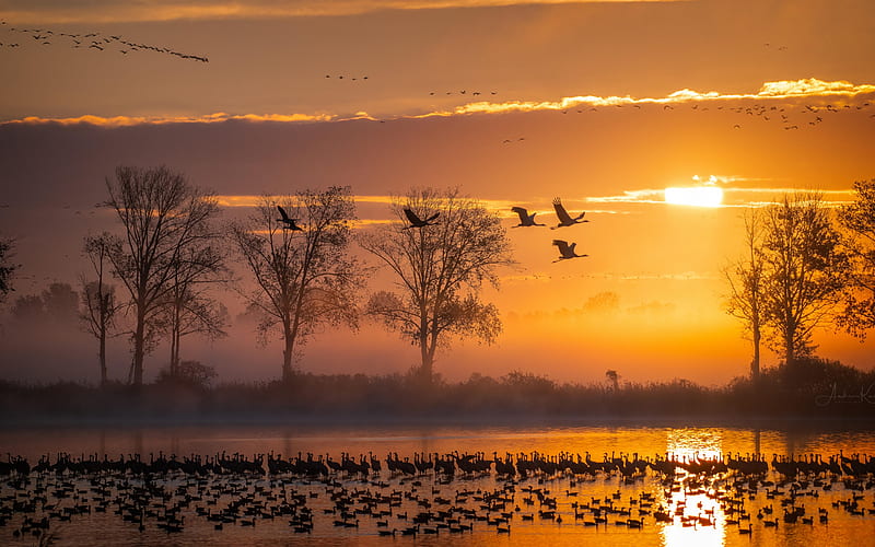 A flock of birds, Silhouette, Evening, Sunset, Trees, Sky, River, HD wallpaper