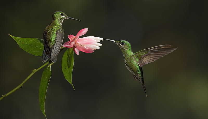 Colibríes, colibrí, pájaro, verde, pasare, flor, colibri, rosado, pareja,  Fondo de pantalla HD | Peakpx