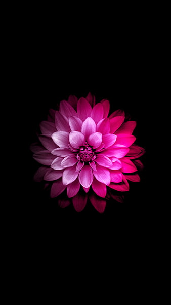Flower, flowers, pink, HD phone wallpaper | Peakpx