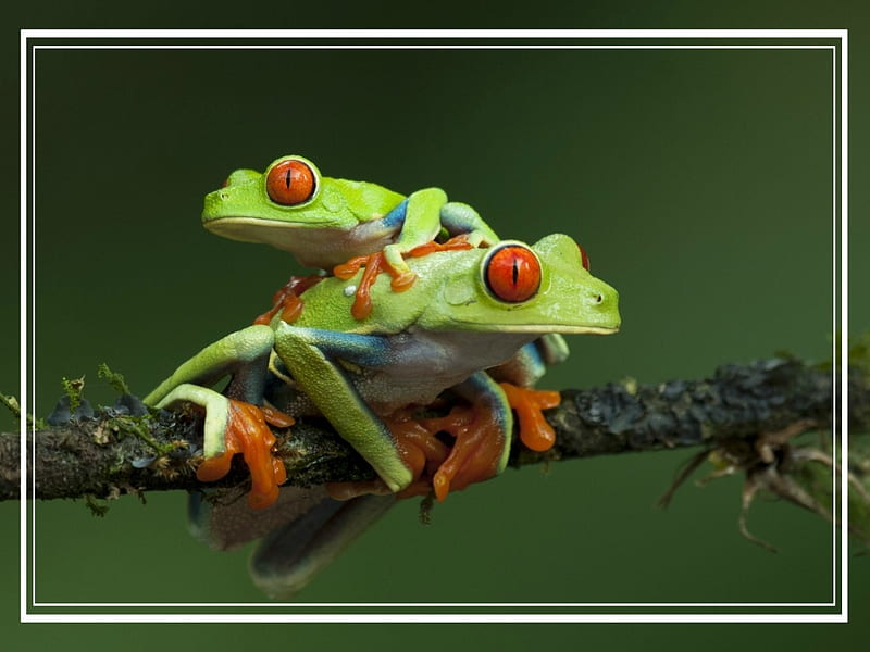RED EYED TREE FROGS, FROGS, TREE, EYED, RED, HD wallpaper