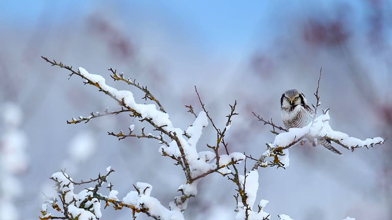 Hawk Owl Winter Snow Branches Sperbereule Bing, HD wallpaper
