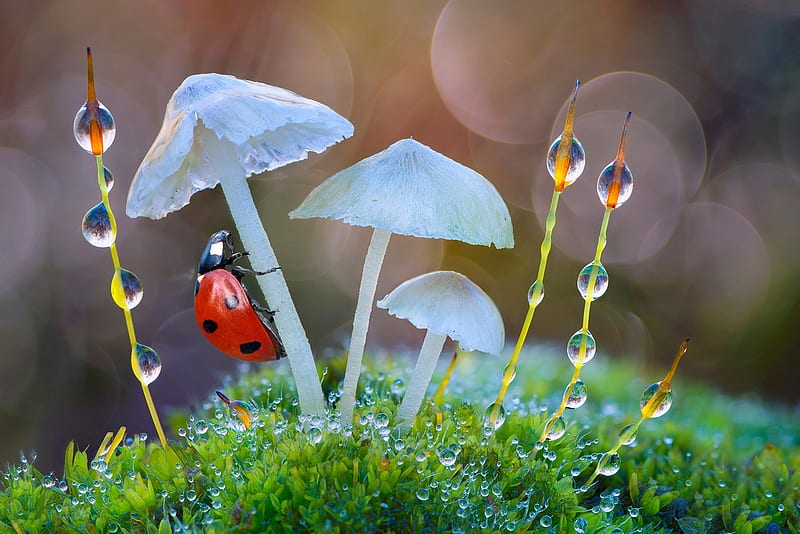Ladybug, Water, Bokeh, Mushrooms, Drops, Nature, HD wallpaper