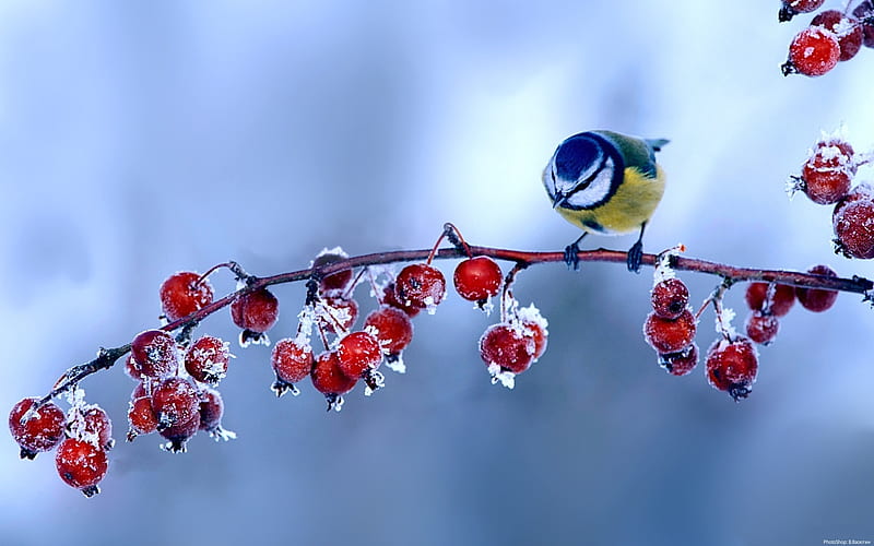 Little. Bird, Drops, Barriers, Branch, Snow, HD wallpaper