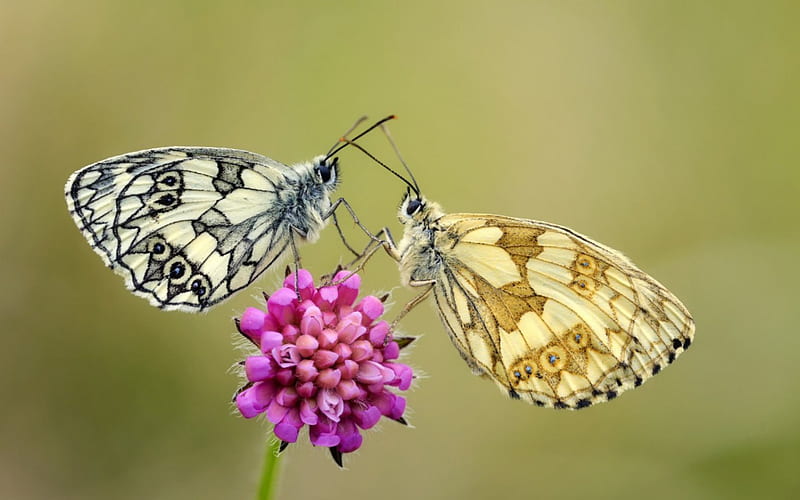 Butterflies on the flowers, wings, antennae, flowers, butterflies, stalk, animal, HD wallpaper