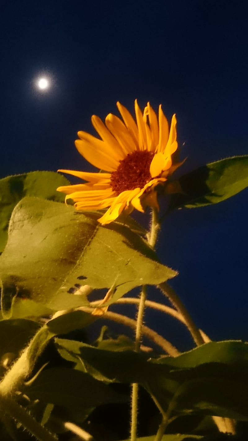 Moonlight Sunflower, flower, flowers, moon, moonlight, night, sunflower, sunflowers, HD phone wallpaper