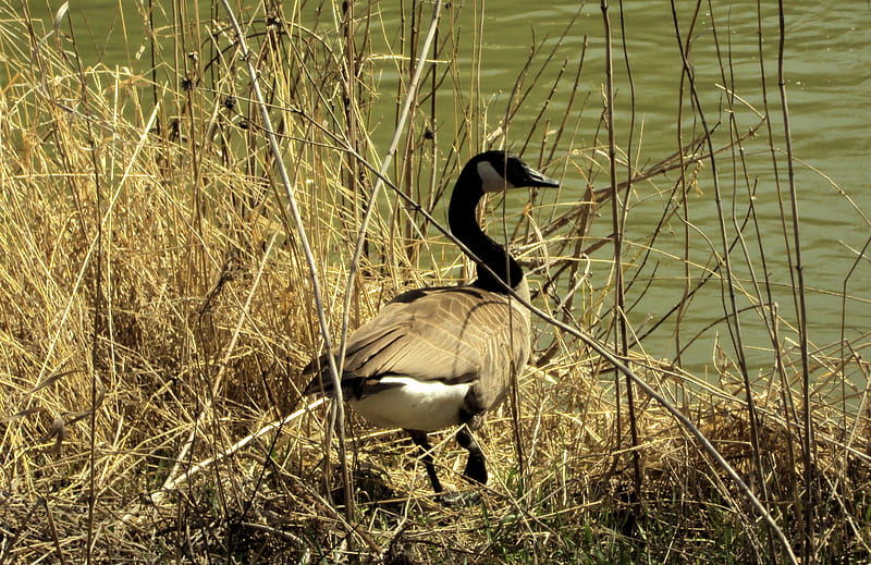 Canadien Goose, birds, geese, nature, HD wallpaper