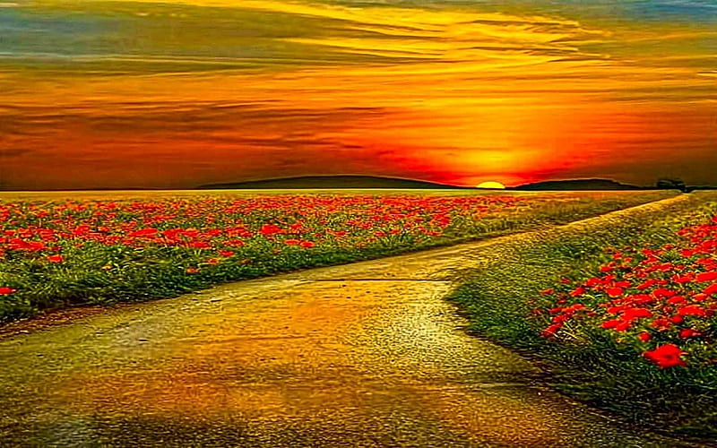 LEADING TO SUNSET, colorful, poppies, bright, flowers, sunset, clouds, sky, HD wallpaper