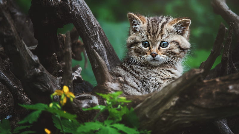 kitten standing up