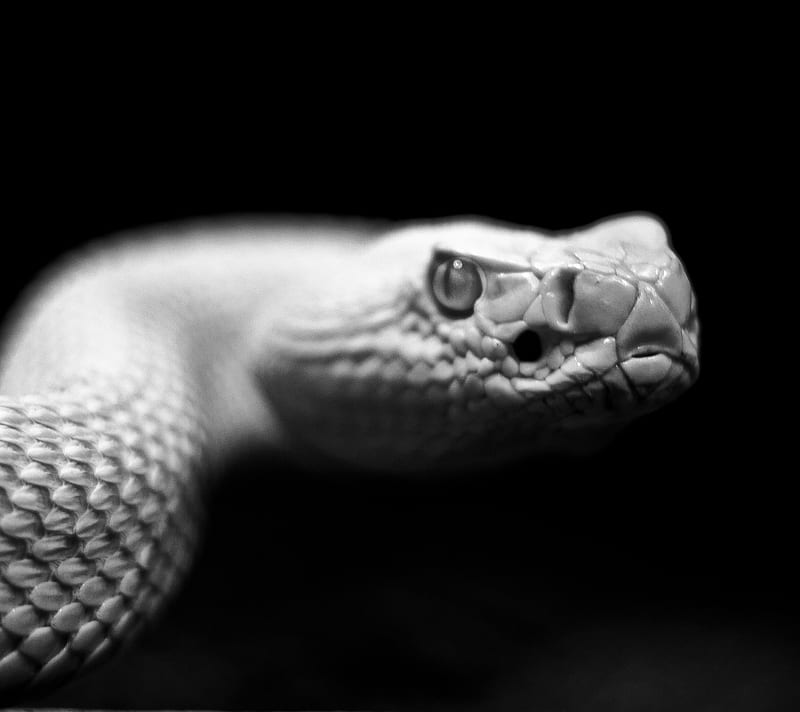 Snake, animal, black and white, HD wallpaper | Peakpx