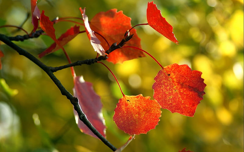 leaves maple tree dry-Autumn, HD wallpaper