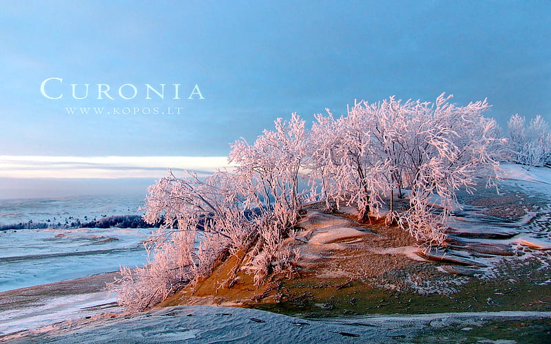 Pink hoarfrost in Curonia dunes, hoar, kurische, curonia, bonito, magic, spit, sand, dunes, fabulously, nehrung, beauty, morning, pink, frost, harmony, christmas, angel, kopos, curonian, winter, spirit, rime, purple, snowdrifts, nature, white, frozen, landscape, HD wallpaper