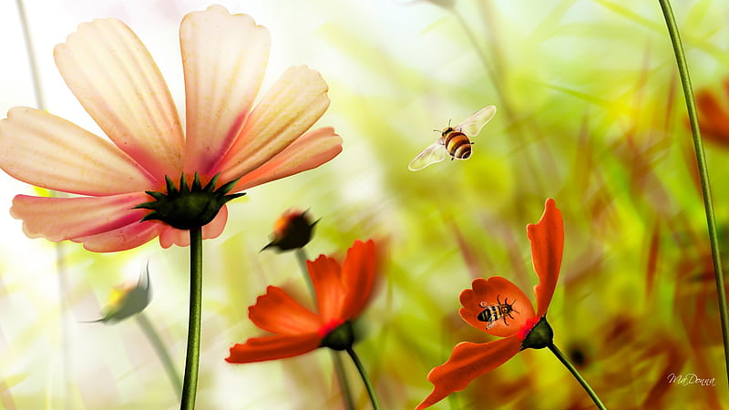 For the Honey, bee, wild flowers, grass, summer, flowers, firefox persona, spring, soft, HD wallpaper