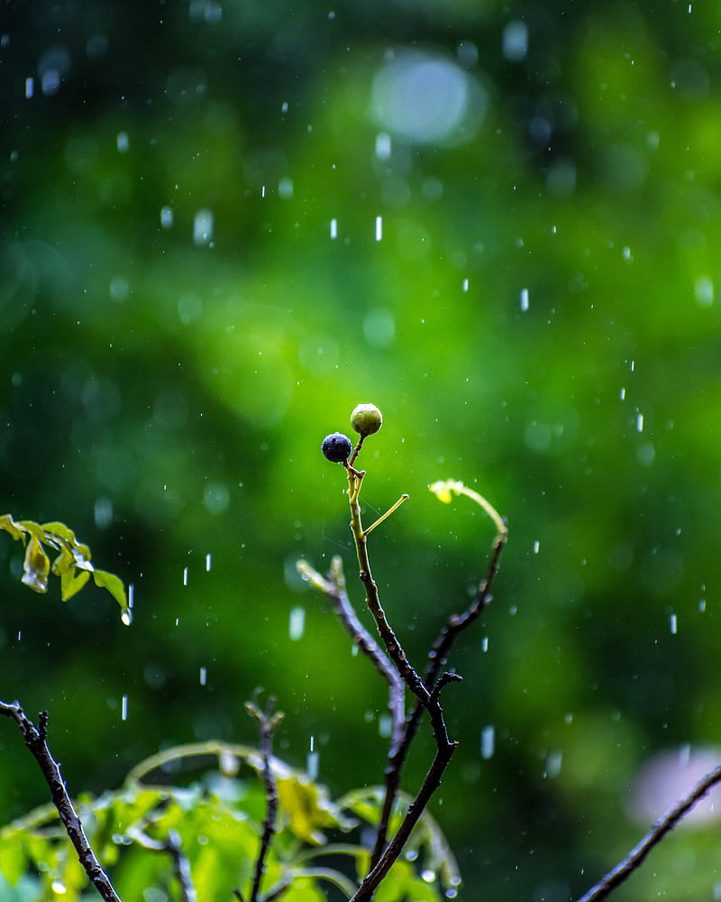 Rainy Day, nature, rain, HD phone wallpaper | Peakpx
