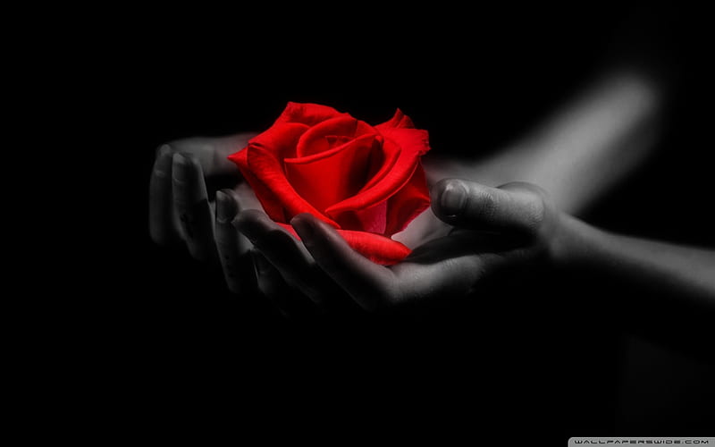 Especially for you, hands, red rose, ros, flower, gift, HD wallpaper