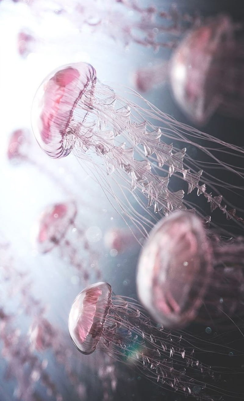 Ethereal Jellyfish, pink, pink jellyfish, HD phone wallpaper | Peakpx