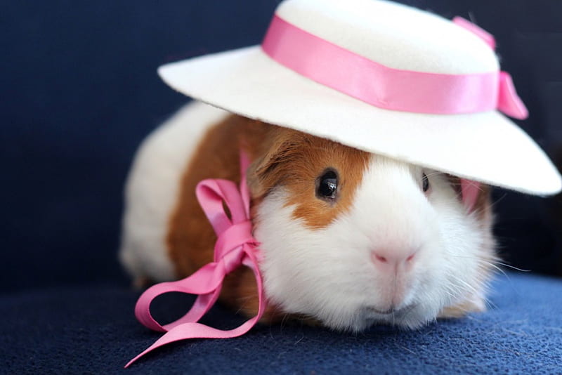Fency Guinea Pig, cute, guinea pig, funny, white, rodent, pink, animal, hat, HD wallpaper