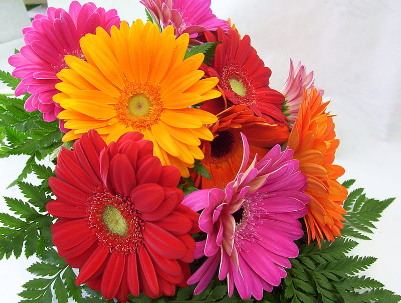 GERBERAS BOUQUET, flowers, nature, gerberas, bouquet, HD wallpaper | Peakpx