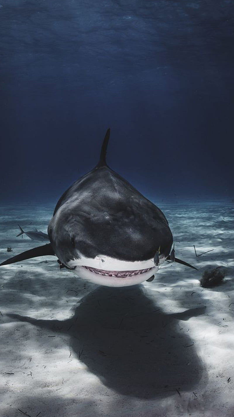 Shark, bull shark, ocean, sea, sharks, water, HD phone wallpaper | Peakpx