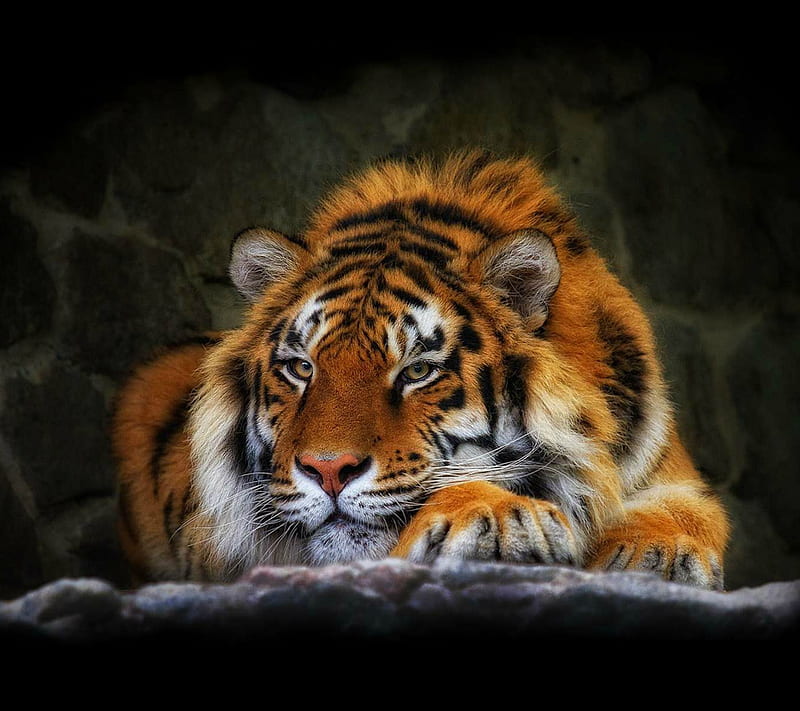 Tiger, cat, HD wallpaper