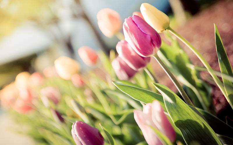 Hoa Tulip Hồng: Hoa tulip hồng là sự pha trộn tuyệt vời giữa tình yêu và sự trẻ trung. Hãy cùng chiêm ngưỡng những bông hoa tulip hồng đầy quyến rũ để tìm thấy năng lượng và sự yêu đời.