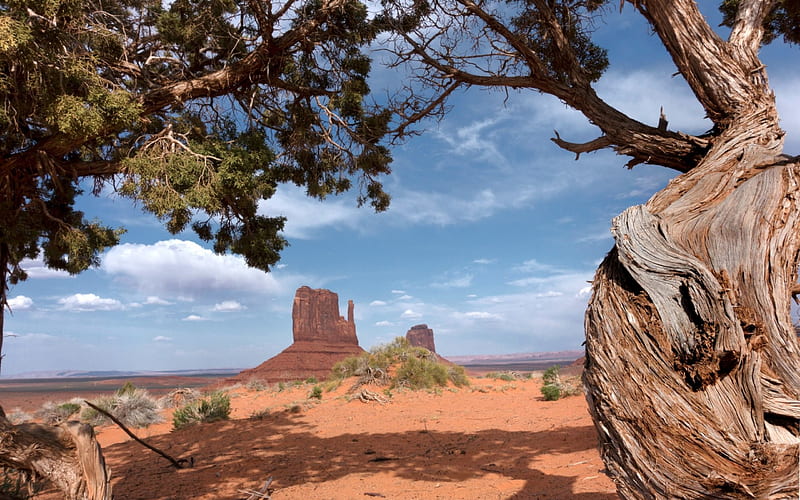 Monument Valley, Utah, tree, desert, usa, nature, canyon, HD wallpaper