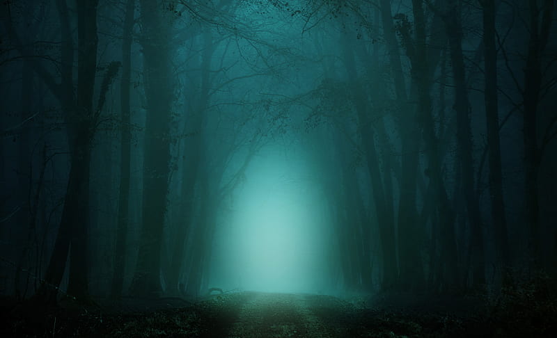 dark forest, foggy, turquoise light, path, Nature, HD wallpaper