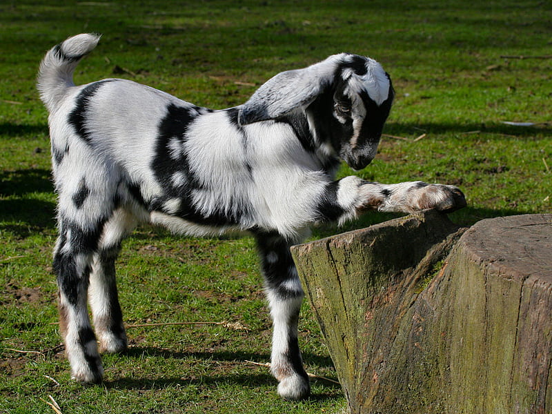 I PLEDGE ALLEGIANCE TO THE FLAG, cute, is, goat, patriotic, adorable, HD wallpaper