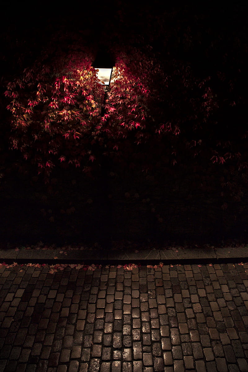 lantern, light, leaves, dark, HD phone wallpaper