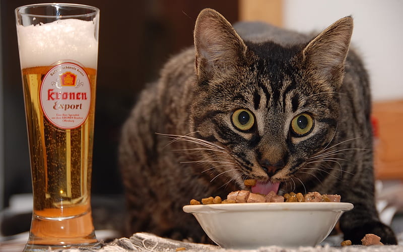 Meal Time, meal, pretty, wonderful, stunning, tiger, bonito, sweet, nice, drink, beer, amazing, food, kitty, cat, cute, awesome, kitten, HD wallpaper