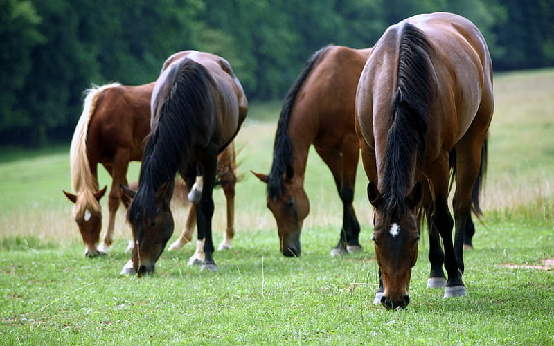 American Quarter Horses in the Meadow, brown, grass, head, huffs, group, ear, animals, forest, quarter, quarterhorse, trees, horses, daylight, mane, day, nature, eyes, field, HD wallpaper