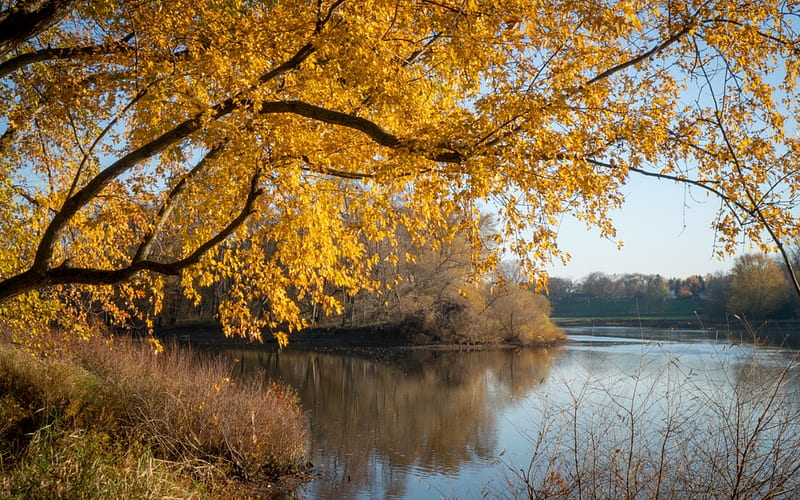 Maumee River in Ohio, USA, autumn, tree, America, river, HD wallpaper