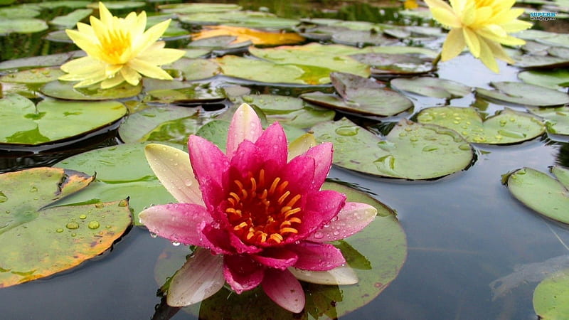 ~Tranquility~, yellow, pink, water lilies, lily pads, HD wallpaper