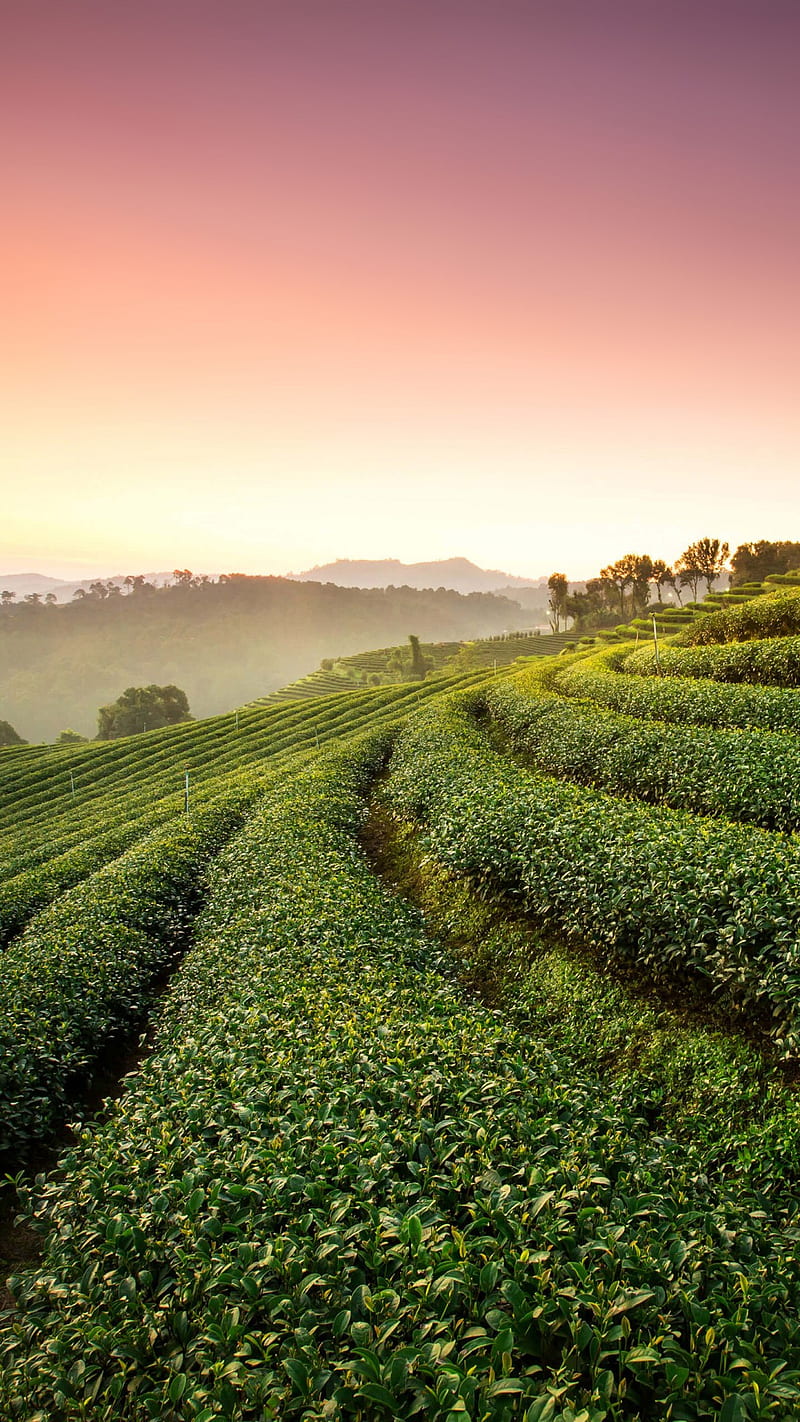Tea plantation, bonito, cool, good morning, morning, trees, weather, HD phone wallpaper