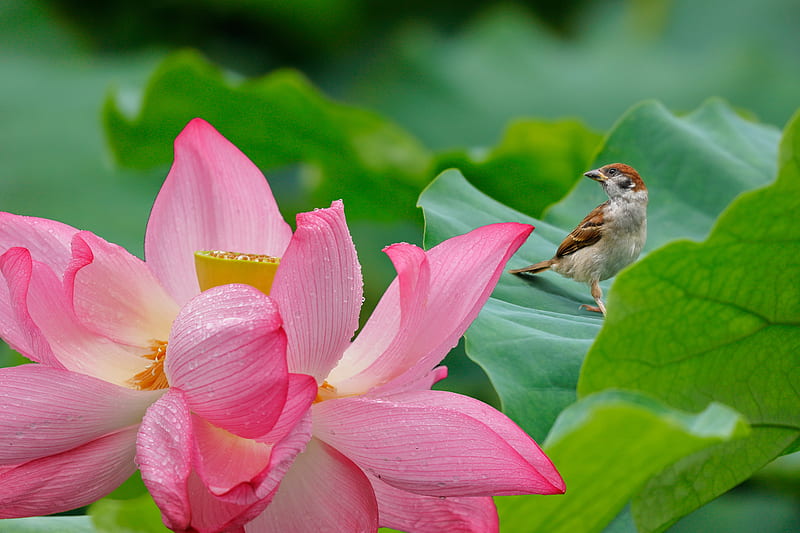 Lotus and sparrow, flower, summer, sparrow, vrabie, pink, lotus, water lilly, vara, bird, green, pasari, HD wallpaper