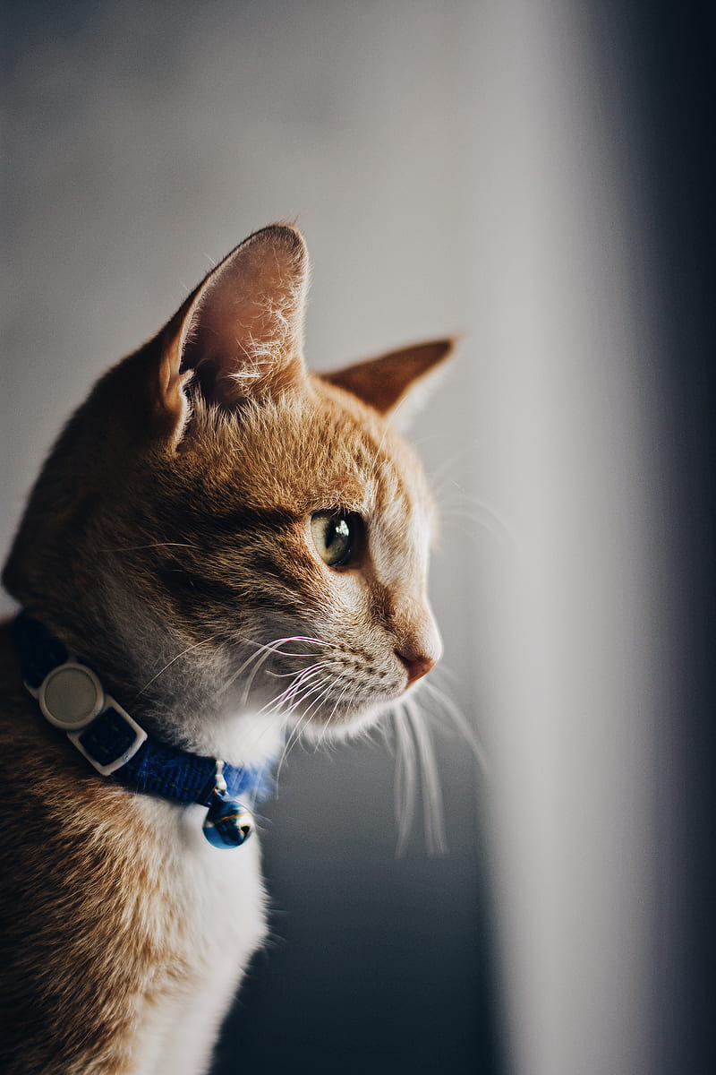 cat, collar, pet, brown, glance, HD phone wallpaper