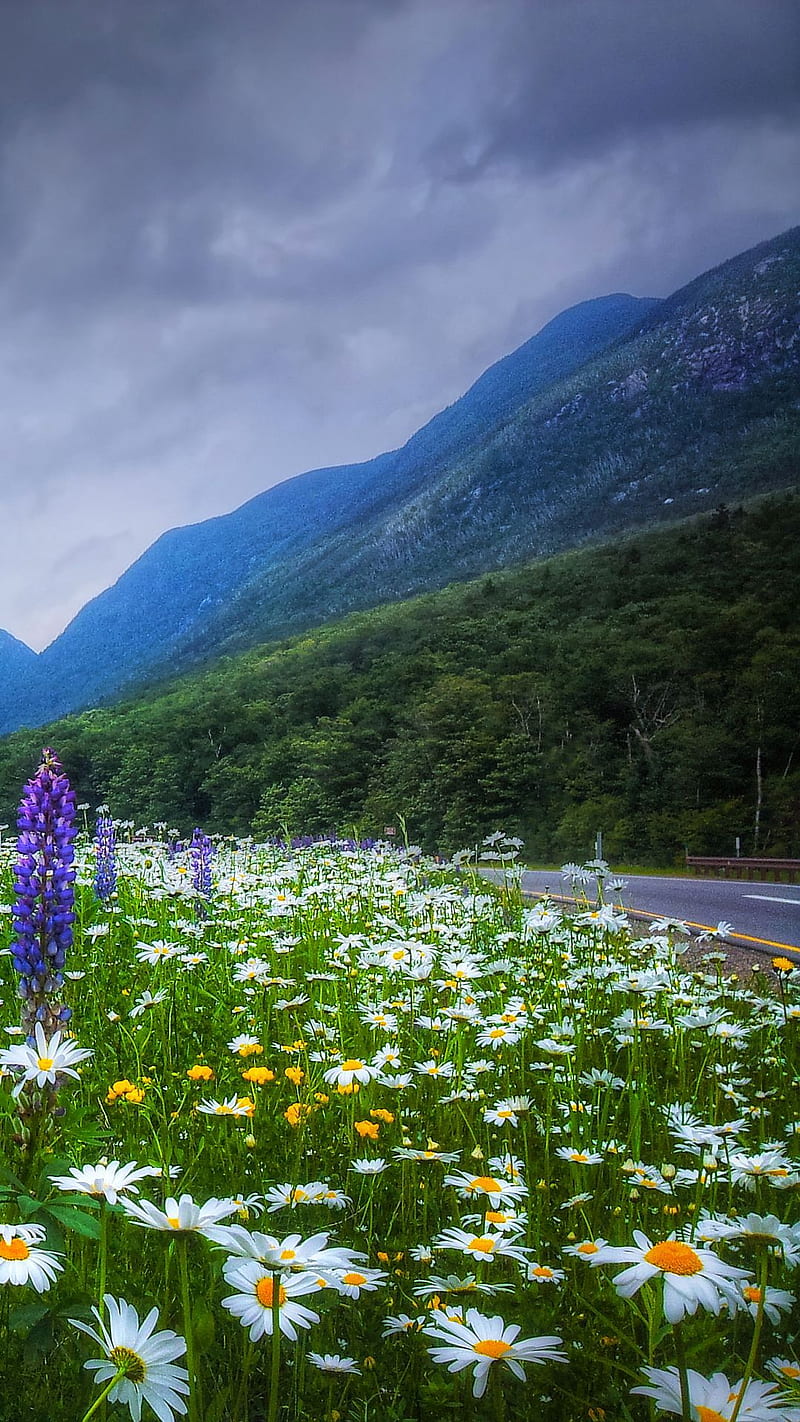 Franconia Notch, flowers, new hampshire, state park, usa, HD phone wallpaper