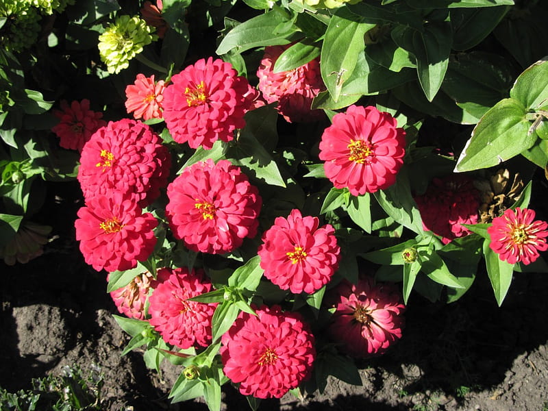 A Good day at Edmonton Garden AB 18, red, graphy, green, brown, Dahlia, Flowers, soil, HD wallpaper