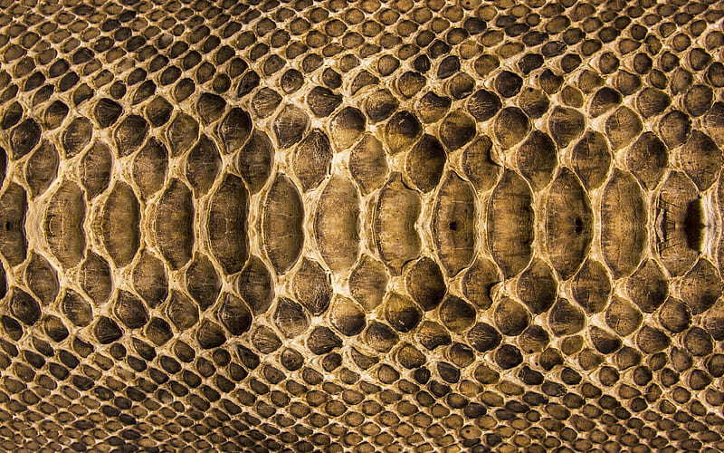 HD snake skin textures wallpapers